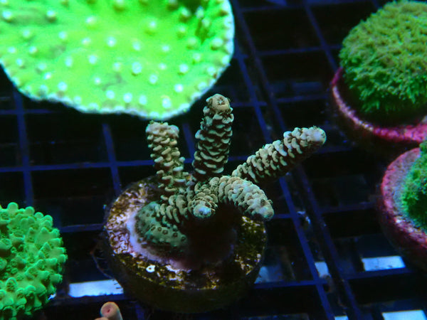Acro Frag