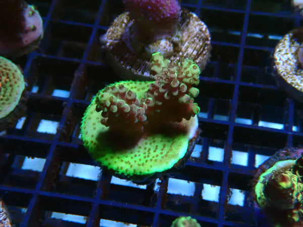 Acro Frag