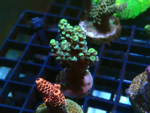 Acro Frag