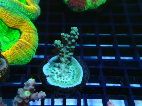 Acro Frag