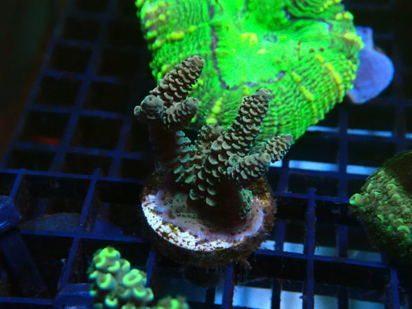 Acro Frag