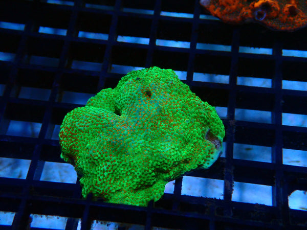 Montipora Frag