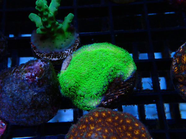 Mixed Frags