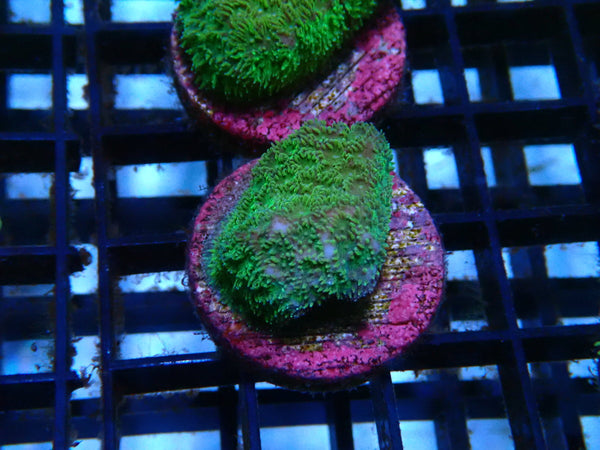 Mixed Frags