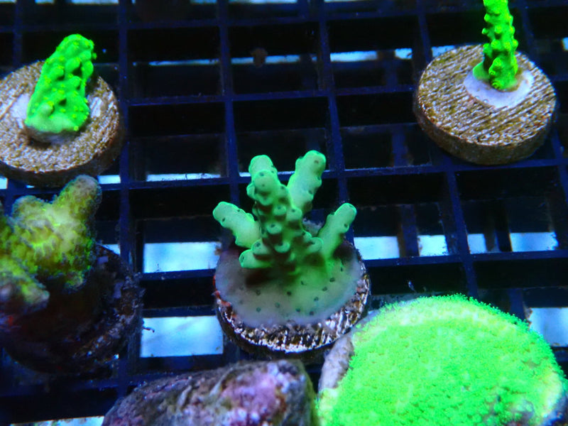 Local Grown SPS Frag