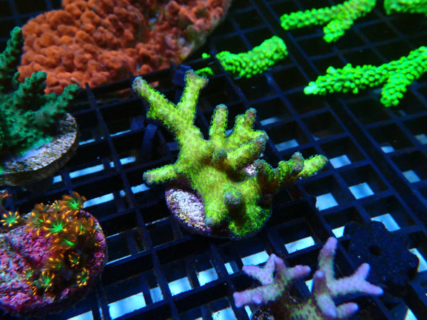 Local Grown SPS Frag