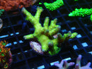 Local Grown SPS Frag