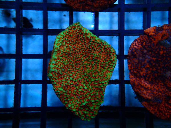 Ultra Montipora small