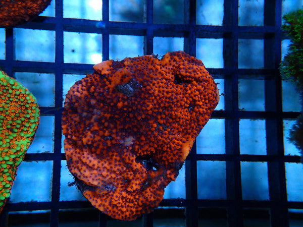 Ultra Montipora small
