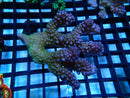 Acropora medium