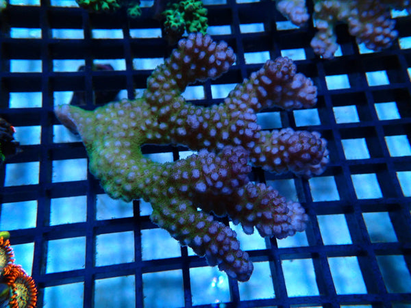 Acropora medium