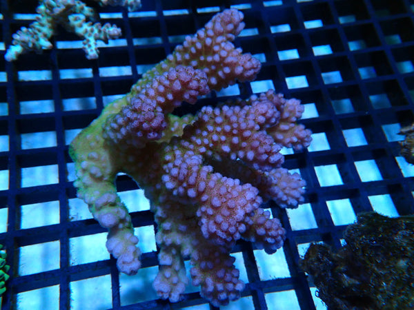 Acropora medium