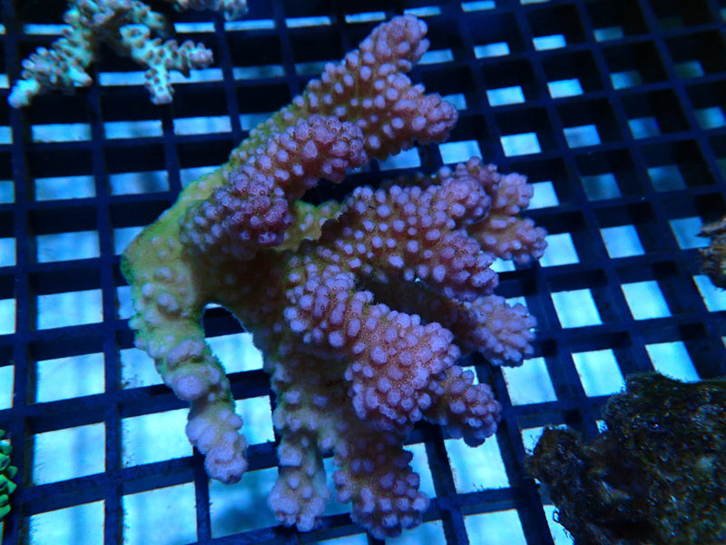 Acropora medium