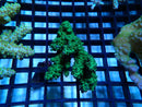 Acropora small