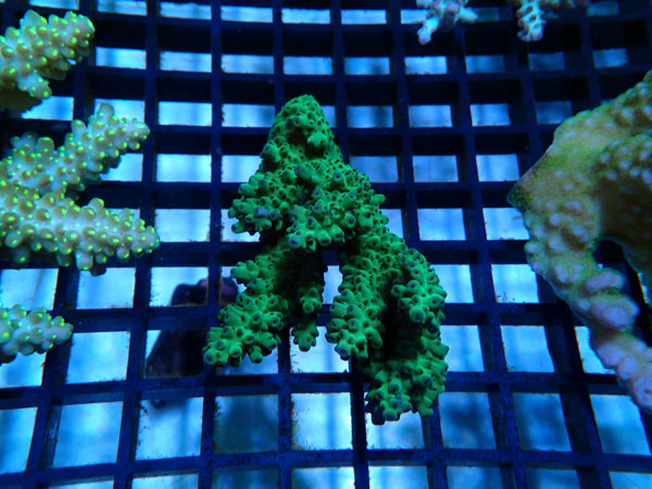 Acropora small