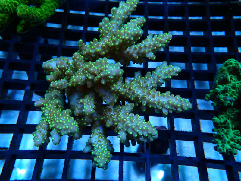Acropora medium