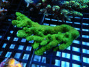 Acropora medium