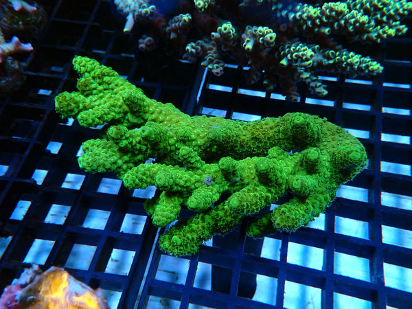 Acropora medium