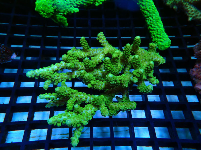 Acropora medium