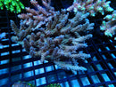 Acropora medium