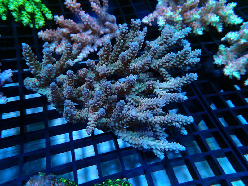 Acropora medium