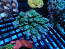 Acropora medium
