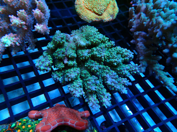 Acropora medium