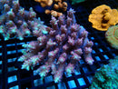 Acropora medium SSC