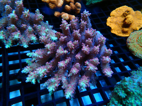 Acropora medium SSC