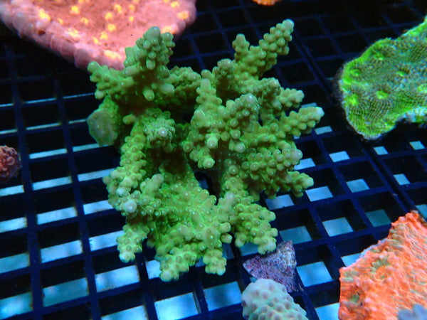Acropora medium