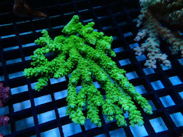 Acropora medium