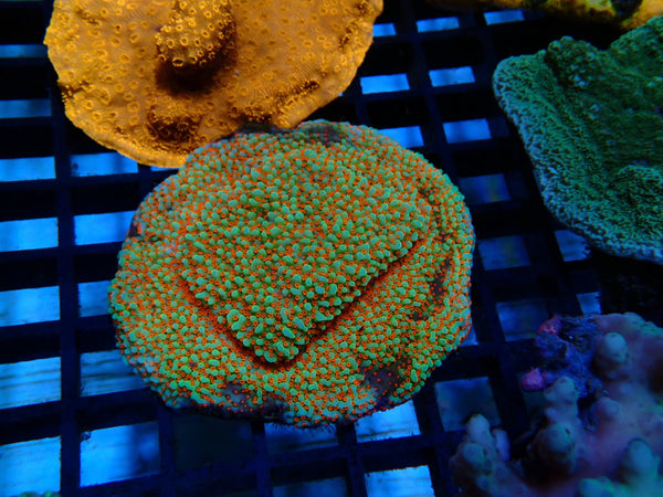 Montipora Frag