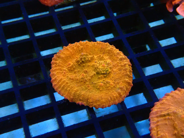 Monsoon Aquatics Orange Chalice Frag