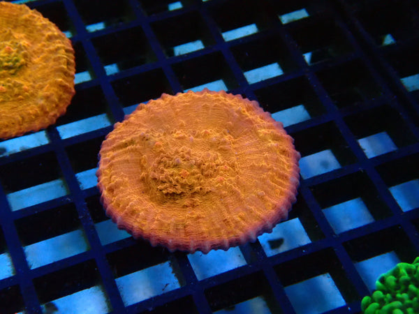Monsoon Aquatics Orange Chalice Frag