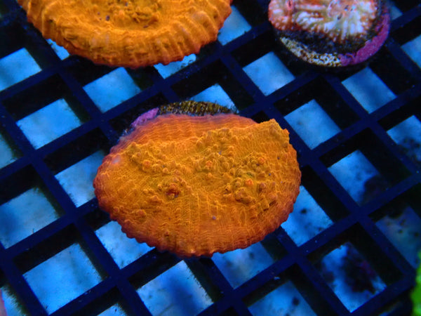 Monsoon Aquatics Orange Chalice Frag