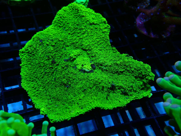Montipora medium