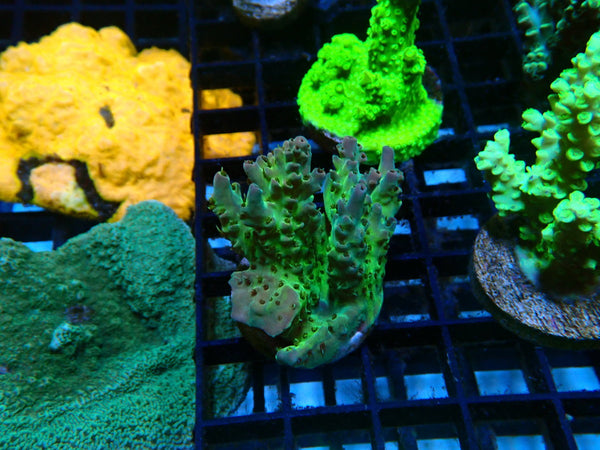 Monsoon Aquatics Acro Frag