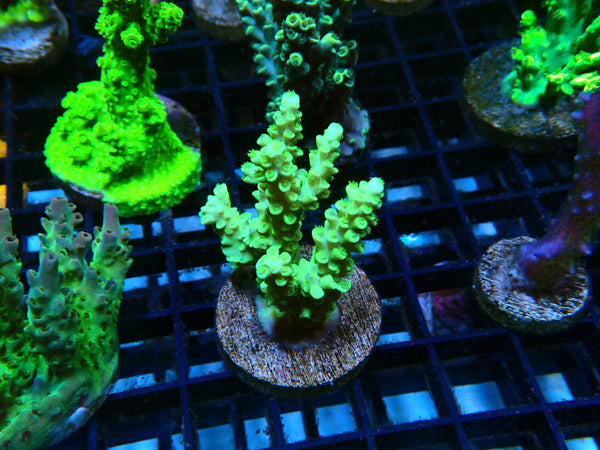Monsoon Aquatics Acro Frag