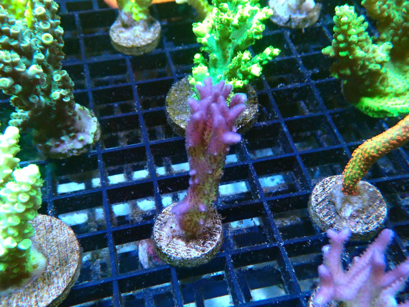 Local Grown SPS Frag
