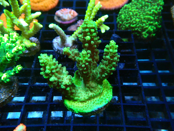 Monsoon Aquatics Acro Frag