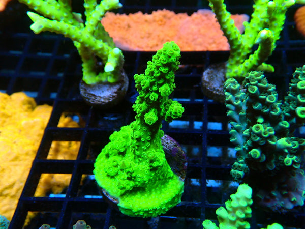 Monsoon Aquatics Acro Frag