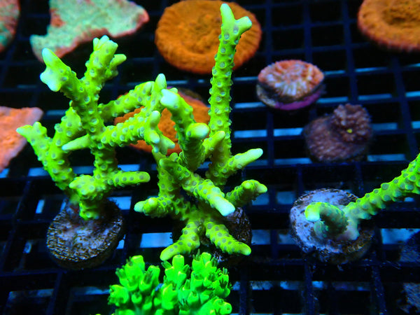 Anacropora Green Gobin Frag