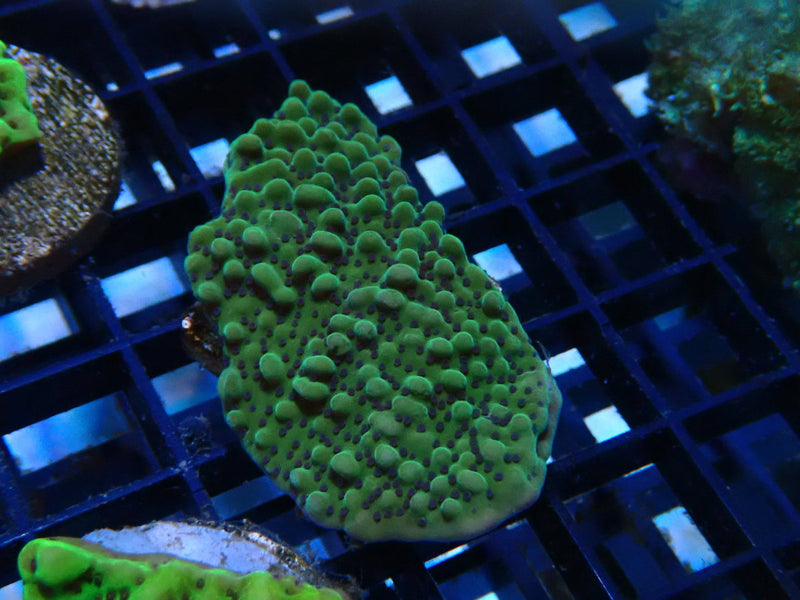 Montipora Frag