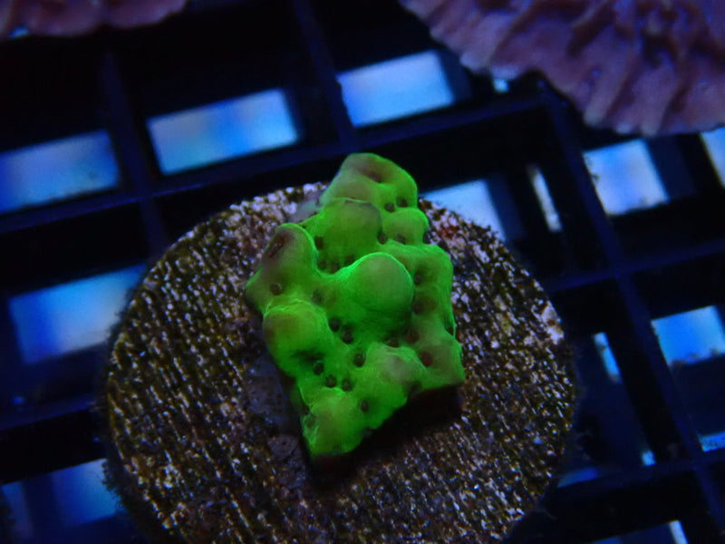 Montipora Frag