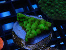 Montipora Frag