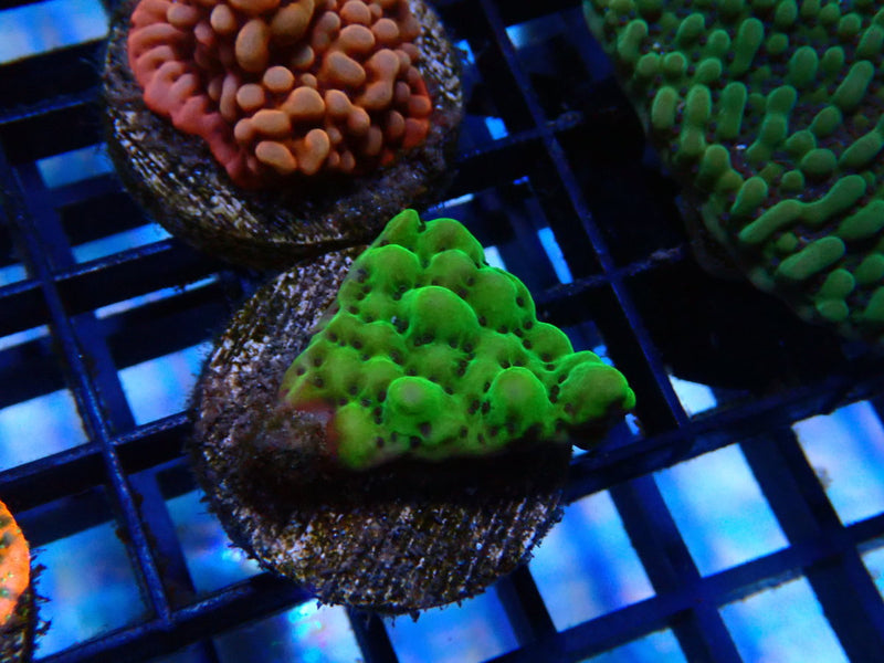 Montipora Frag