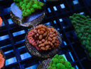 Sustainable Reefs Montipora Frag Rose Danae