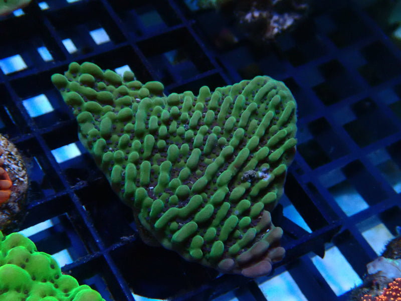 Montipora Frag