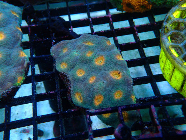 Acanthastrea Echinata