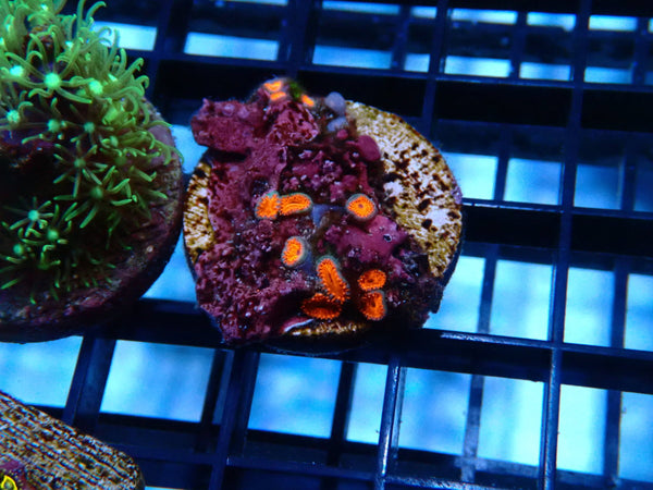 Zoa Frag Triple Reds